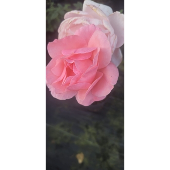 Róża szczepiona NA PNIU PINK AND WHITE